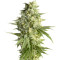 Double Dutch feminized seeds