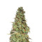 Graines de cannabis Power Plant (Dutch Passion)