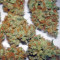 Bubba Kush Marijuana Strain