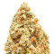 Monster Profit cannabis strain