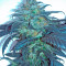 Sour Blueberry (Humboldt Seeds Organization)