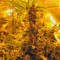 Auto Super Hash (Pyramid Seeds)