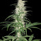 Graines de cannabis CBD Cherry Kush (Sumo Seeds)