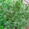 Graines de cannabis Mikromachine Auto (Kannabia Seeds)