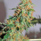 Orange Bud Regular seeds