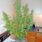 Sweet Coffee Ryder Seeds