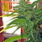 Graines de cannabis White Domina (Kannabia Seeds)