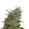 Auto Whiteberry feminized seeds