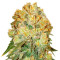 Marmalate feminized seeds