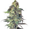 Northern VIP feminized seeds