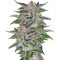 Olympia Seeds
