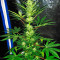 Aurora Indica strain