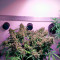 Auto White Widow Seeds (Dutch Passion)