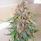 Big Band Max Auto (Kannabia Seeds)