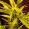 Blueberry Bliss Auto cannabis strain