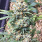 Bubble Gum feminized seeds