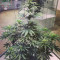 Cannatonic Seeds