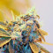 Damn Sour Seeds
