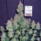 Euforia Seeds