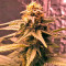 Original Amnesia feminized seeds