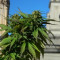 Royal Medic CBD Seeds (Royal Queen Seeds)