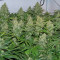 Special Kush #1 cannabis strain