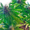 Sugar Mango Ryder Auto (World of Seeds)