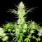 Ultimate AK feminized seeds