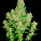 White Russian regular (Serious Seeds)