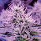 White Widow feminized seeds (Dinafem)