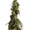 Arjan's Haze #1 strain