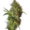Semi femminizzati Big Devil Auto