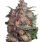 Brainstorm strain