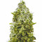 Jack Hammer feminized seeds