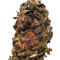 Orange Bud Regular seeds