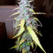 Auto Northern Lights (Pyramid Seeds)