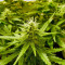 Auto Super Hash (Pyramid Seeds)
