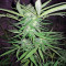 Graines de cannabis Critical Cheese (Dinafem Seeds)