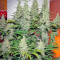 Ladyburn 1974 Seeds