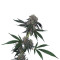 Jack Flash Regular seeds