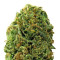 Graines de cannabis Massive Midget Auto (Heavyweight Seeds)