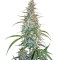 Graines de cannabis Silver Haze (Sensi Seeds)