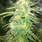 Semi femminizzati Auto Speed Bud