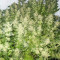 Mother Gorilla (Royal Madre) (RQS)