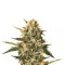 Mother Gorilla (Royal Madre) (RQS)