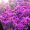 Auto Bubble Gum (00 Seeds)