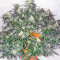 Auto Whiteberry feminized seeds
