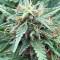 Blue Critical Autoflowering Seeds