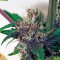 Buddha Purple Kush Auto (Buddha Seeds)