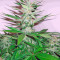 Smile Max Auto feminized seeds